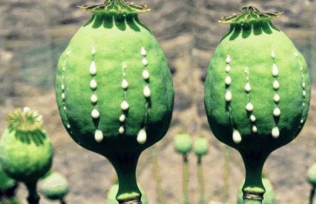 افغانستان،همچنان بزرگترین تولیدکننده موادمخدر